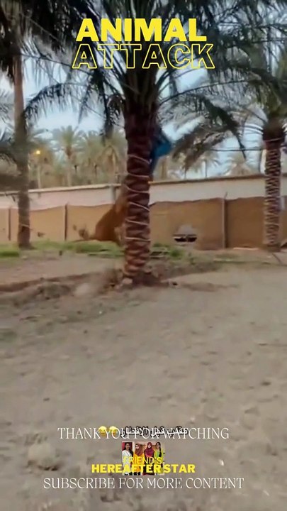 Animals attack passersby violently