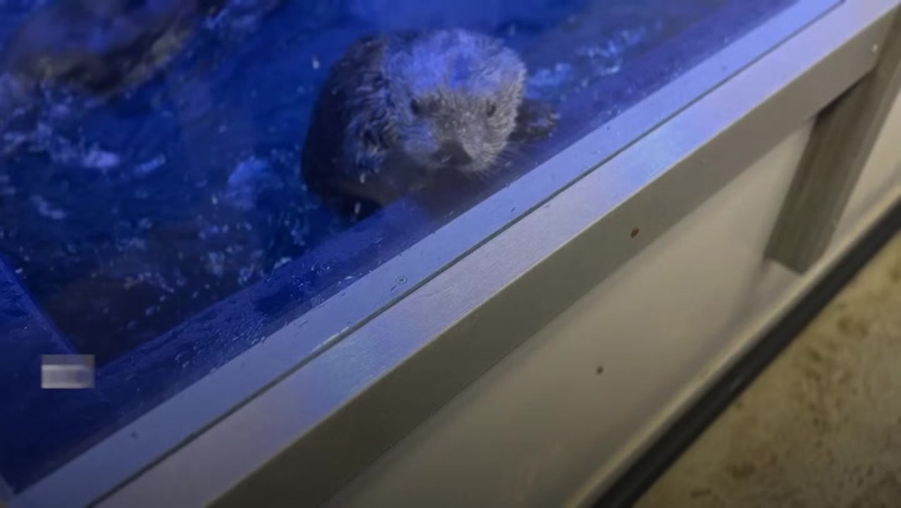 Otter-obsessed woman brought to tears as she meets animals in person for first time
