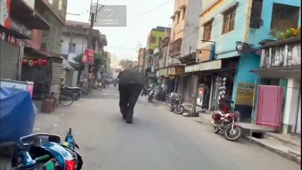 Unbelievable Encounter: Wild Elephant Attack Caught on Camera