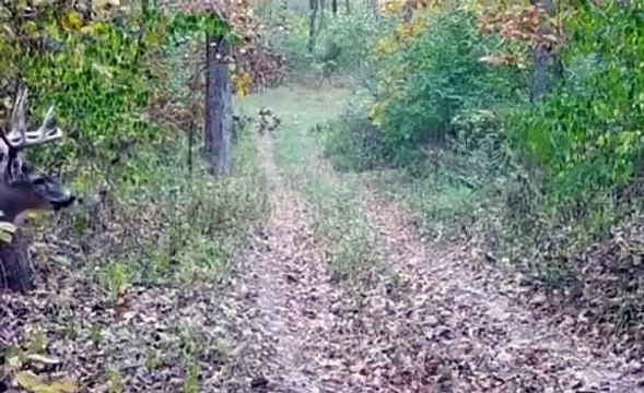 Tüyleri diken diken eden görüntüler! Zombi geyiği fotokapan görüntüledi