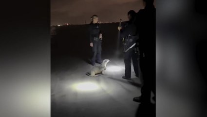 Adorable baby sea lion scuppers rescue by refusing to return to ocean