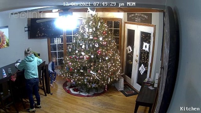 Cat Topples Grandly Decorated Christmas Tree