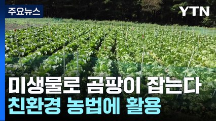 토양 미생물로 곰팡이 사멸...친환경 배추 재배 도움 / YTN
