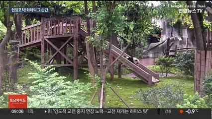 Download Video: [지구촌톡톡] 세계 유일 '갈색 판다' 치짜이…근황 공개 外