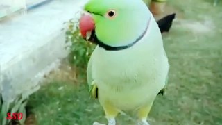 The green parrot ll beautiful birds