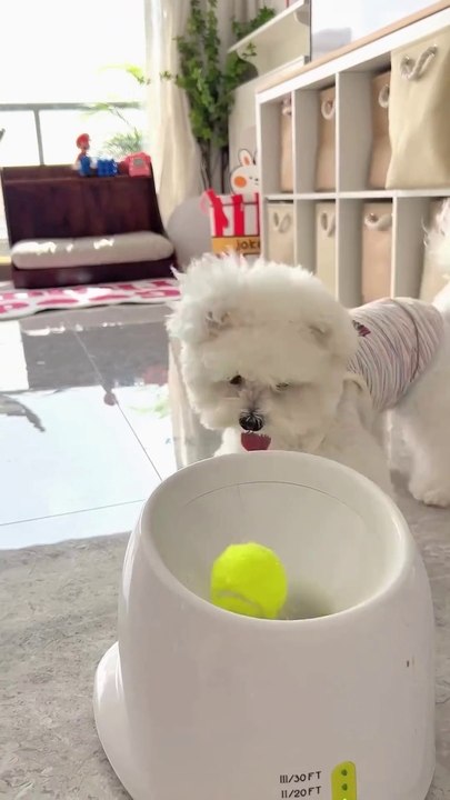 Perfect toy for Pets