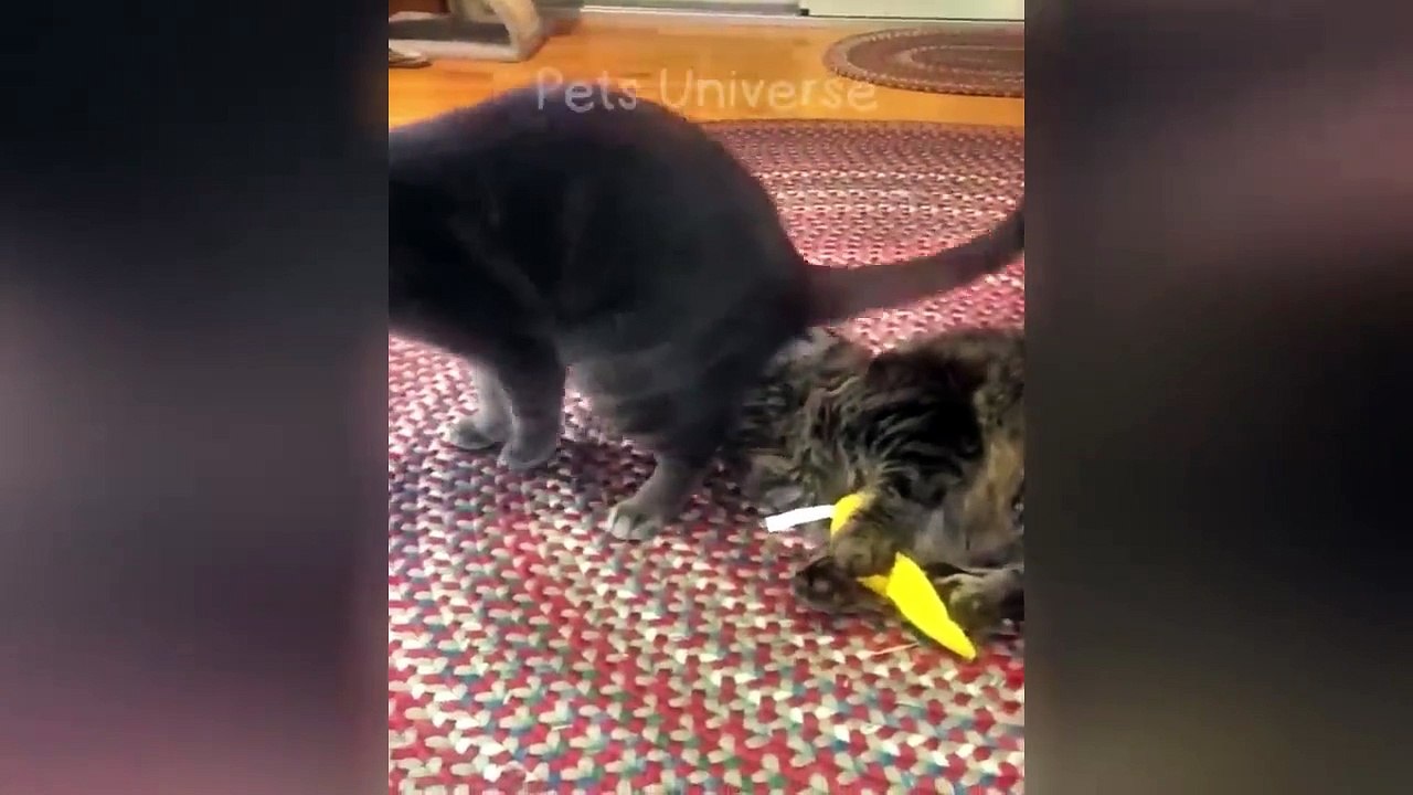 Ultimate Funny Cats and Dogs