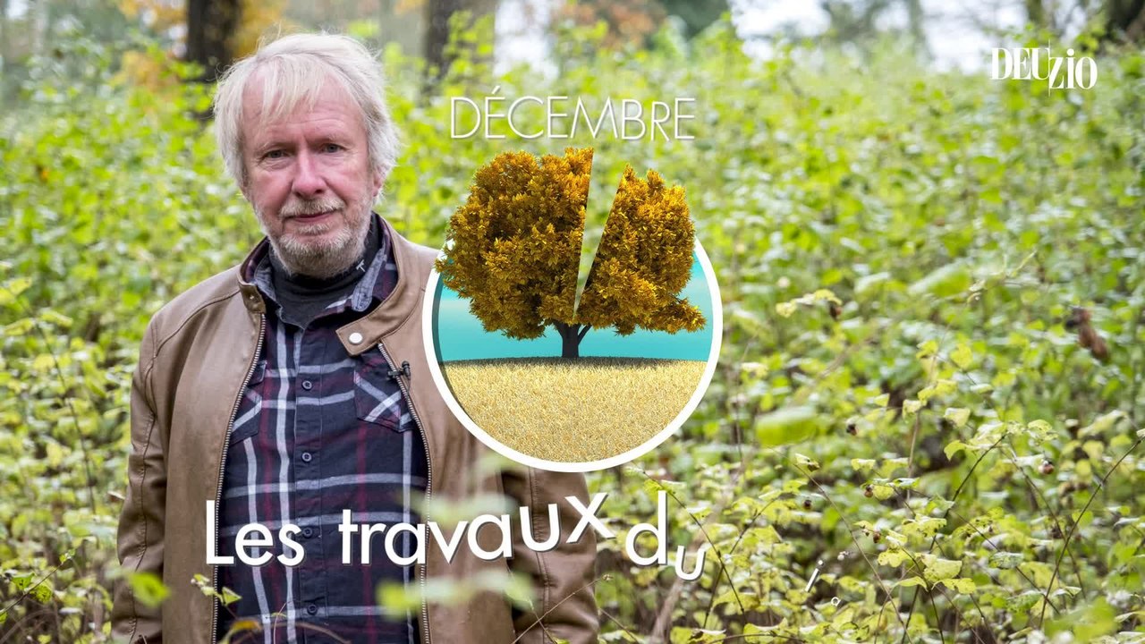 Travaux du jardin - 2 décembre 2023 : le cerfeuil