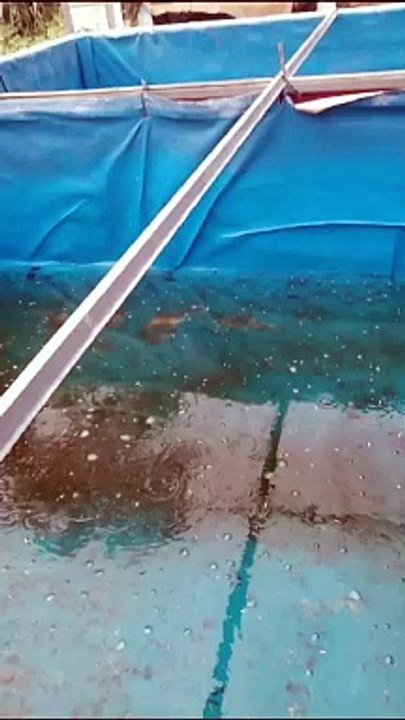 Pergantian air kolam itu harus untuk suplai oksigen berlarut dan mendukung pertumbuhan ikan lele