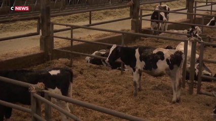 Troubles de voisinages entre les néo-ruraux et les agriculteurs