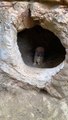 Little Dog And Chick In The Cave | Dog And Chick Fun | Animals Funny Reactions | Animals Funny Moments #pets #animals #dog #doglover #cutepuppies #hen #chicken #chick