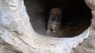 Little Dog And Chick In The Cave | Dog And Chick Fun | Animals Funny Reactions | Animals Funny Moments #pets #animals #dog #doglover #cutepuppies #hen #chicken #chick