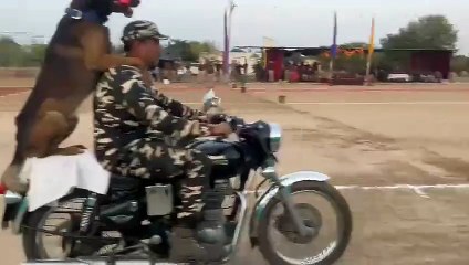 एसएसबी की डॉग सलेक्शन के लिए चयन प्रतियोगिता, देखें वीडियो