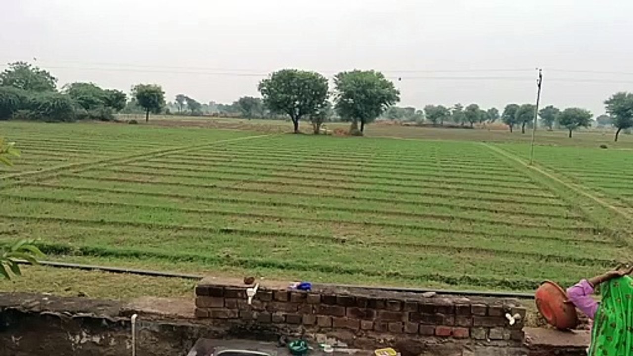 सिंचाई से खर्चे से मिली निजात, मावठ से लहलहा रही फसल