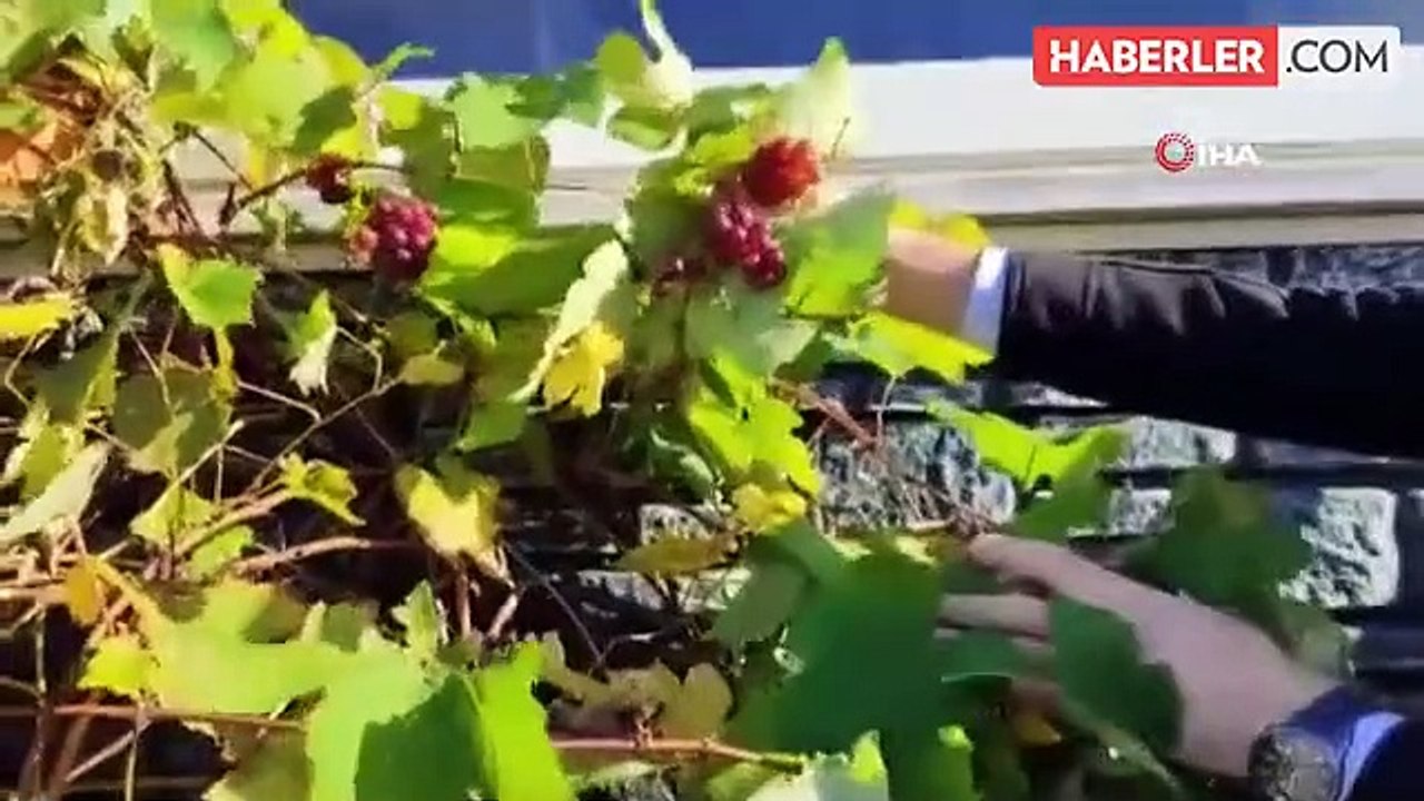 Giresun'da Aralık Ayında Asma Dalında Üzüm Şaşkınlığı