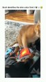 Funny cat dog animals compilation animal videos on Instagram Tiktok