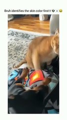 Funny cat dog animals compilation animal videos on Instagram Tiktok