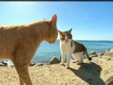 Funny cat dog animals compilation animal videos on Instagram Tiktok