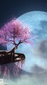 Japanese Music Relaxation Moonlit Sakura Blossoms & Cherry Trees   #SakuraMusic #JapaneseRelaxation