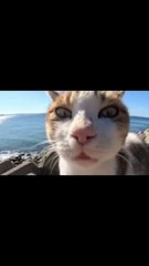 Funny cat dog animals compilation 3 animal videos on Instagram Tiktok