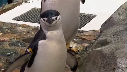 Penguins found to nap ‘thousands’ of times a day