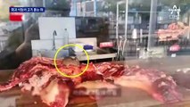 훠궈 식당서 고기 뜯어먹는 쥐…중국 또 위생 논란