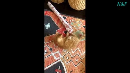Funniest Cats Videos, The Siliest, Cutest And Funniest Cats 71
