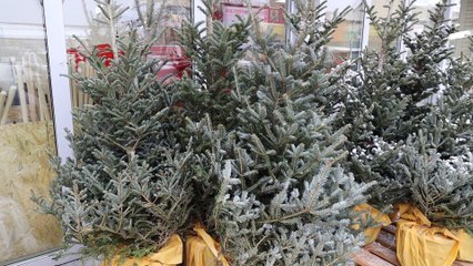 Choinkobranie w Gałowie koło Szczecinka. Leśnicy zapraszają