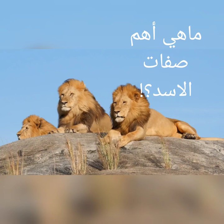 اهم صفات الاسد التي لا يعرفها احد!