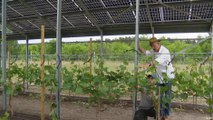 منشأة صن فارمينغ: الزراعة تحت ألواح شمسية