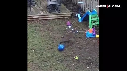 Yetenekli bay sincap doyasıya eğlendi