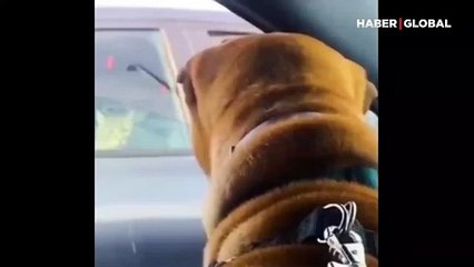 Yan arabadaki köpeğin kendisine baktığını görünce yavaş yavaş ortadan kaybolan kedi!