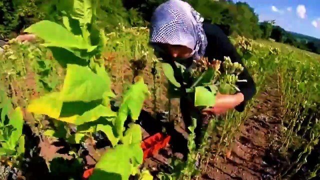 Bafra Haber 365 Gün Son Dakika Haberleri Hava Durumu Nöbetçi Eczane Samsun