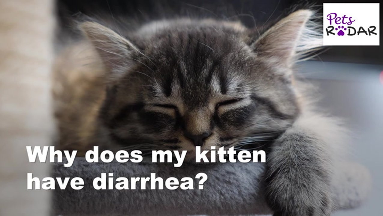 Why Does My Kitten Have Diarrhea | PetsRadar