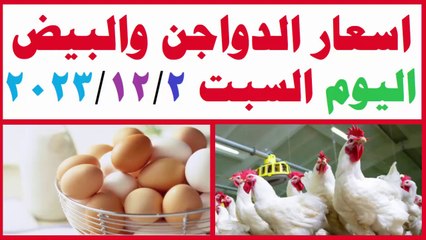 سعر الدواجن والبيض فى مصر اليوم السبت 2-12-2023