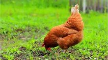 اصوات الحيوانات