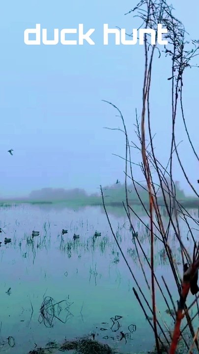 Duck and goose hunting videos