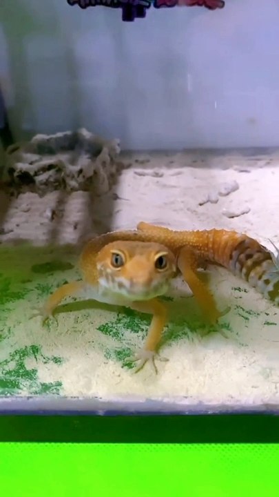 Kasih makan gecko