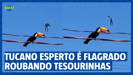 Tucano esperto é flagrado roubando tesourinhas