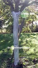 Entretien des arbres fruitiers en automne : 5 conseils pour en prendre soin.