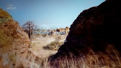 Terre de prédateur : les lions