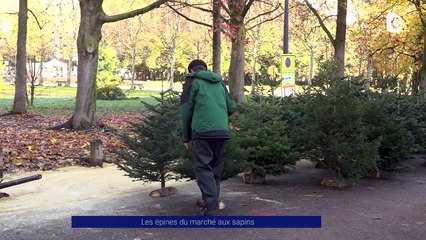 Reportage - Les épines du marché aux sapins - Reportages - TéléGrenoble
