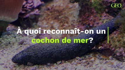 Comment reconnaître un cochon de mer ? 🐷🌊