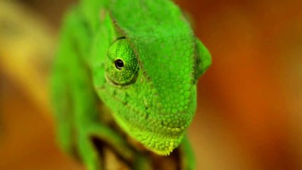 Promo Quest Arabiya : Nature Channel and discover wilderness around the world