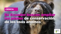 En Ecuador buscan ampliar los planes de conservación de los osos andinos