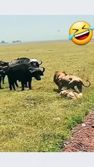 The moment the lion deceived him with the buffalo, causing him to be defeated