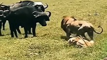 The moment the lion deceived him with the buffalo, causing him to be defeated