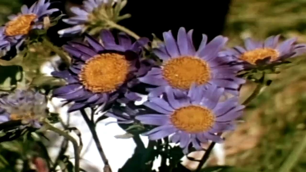 See The Little Children — NANCY ● (From NANCY SINATRA: "MOVIN' WITH NANCY") · (2005)