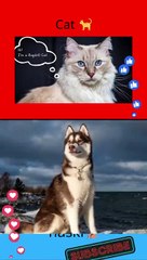 Choose the thing you like the most