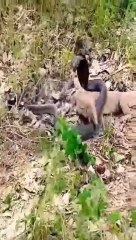 The moment a cobra deceives a snake with a shell snake